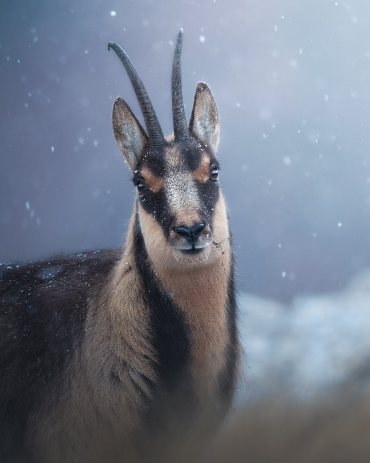 camoscio-appenninico-nel-Parco nazionale-dei-monti-sibillini