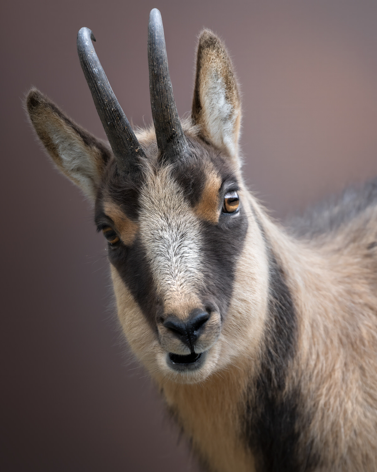 camoscio-appenninico-nel-Parco nazionale-dei-monti-sibillini