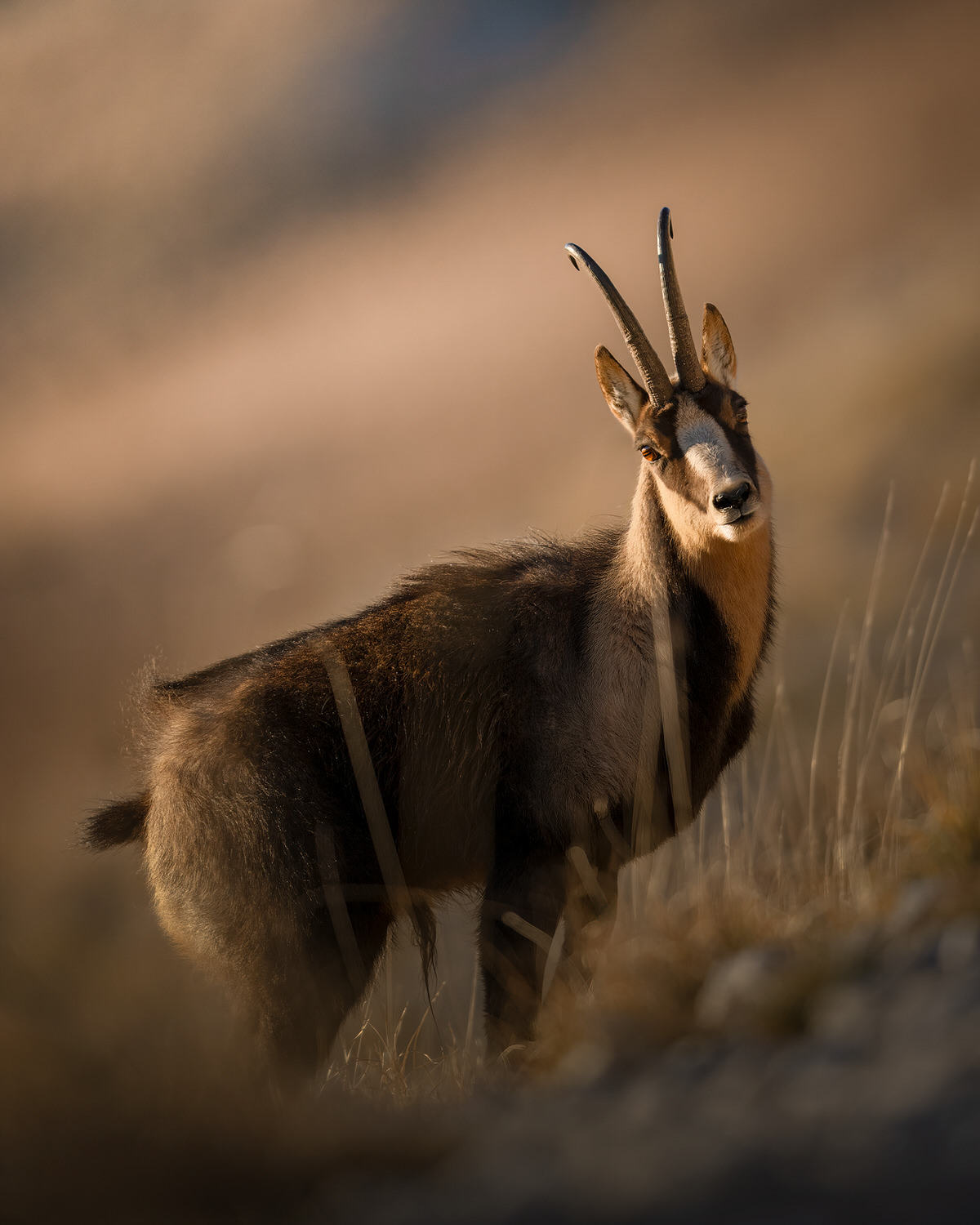 camoscio-appenninico-nel-Parco nazionale-dei-monti-sibillini