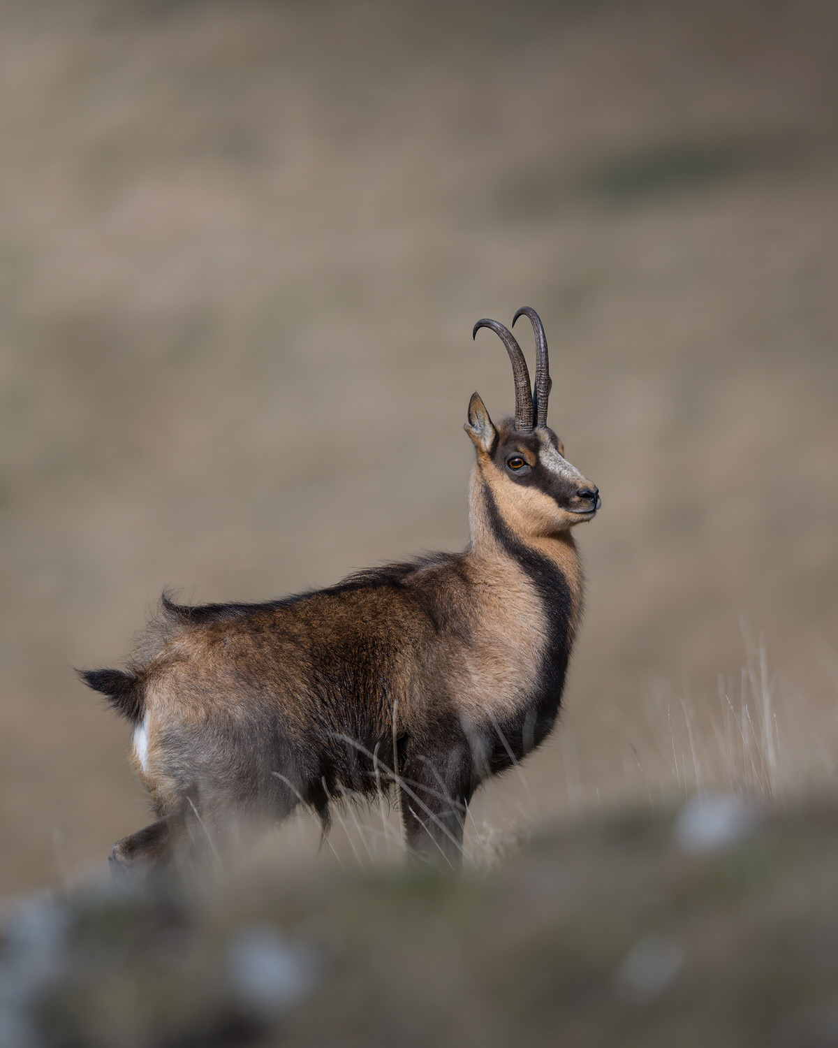 camoscio-appenninico-nel-Parco nazionale-dei-monti-sibillini
