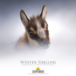 winter-sibillini-workshop-di-fotografia-naturalistica-nel-parco-nazionale-dei-monti-sibillini