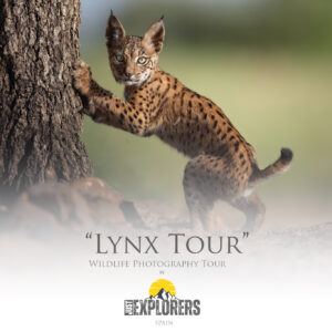 Lynx-tour-iberian-lynx-photography