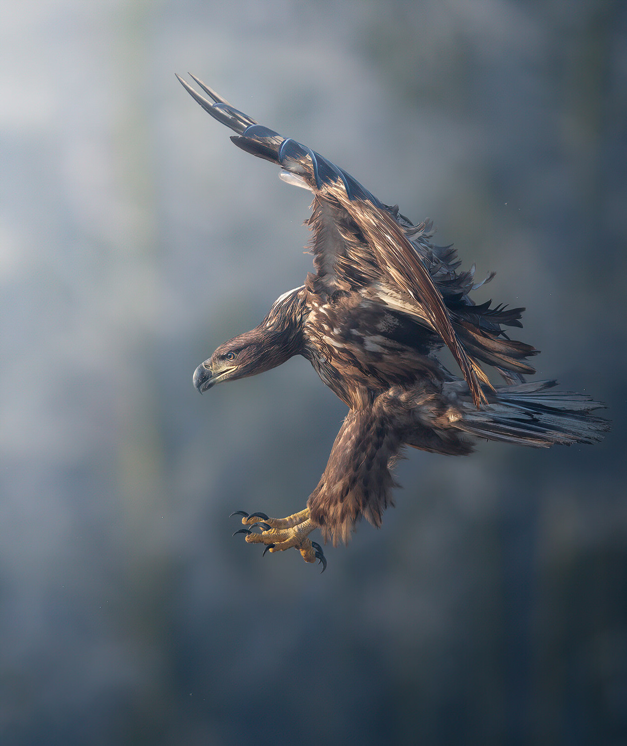 Poland-wildlife-tour