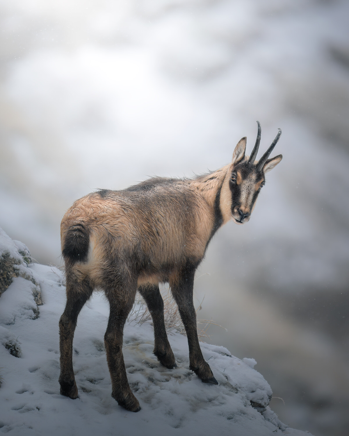 camoscio-appenninico-nel-Parco nazionale-dei-monti-sibillini