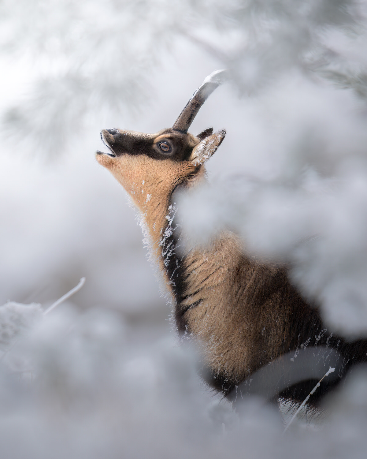 camoscio-appenninico-nel-Parco nazionale-dei-monti-sibillini