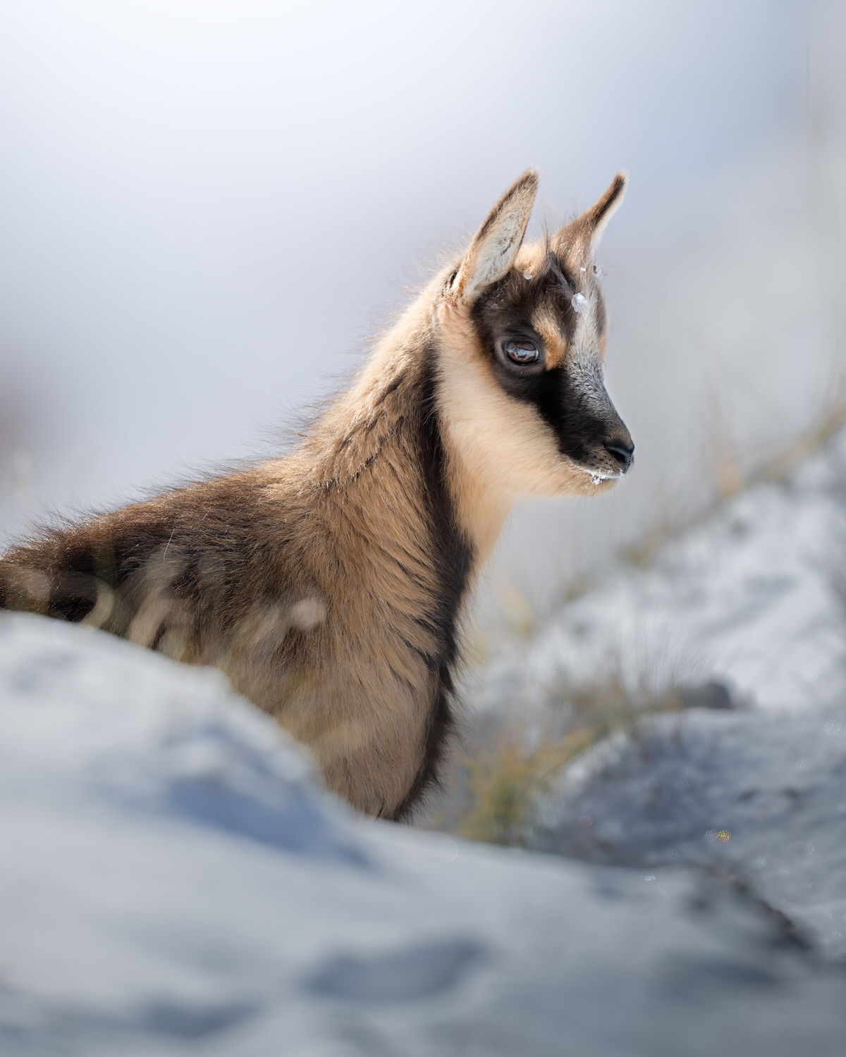 camoscio-appenninico-nel-Parco nazionale-dei-monti-sibillini