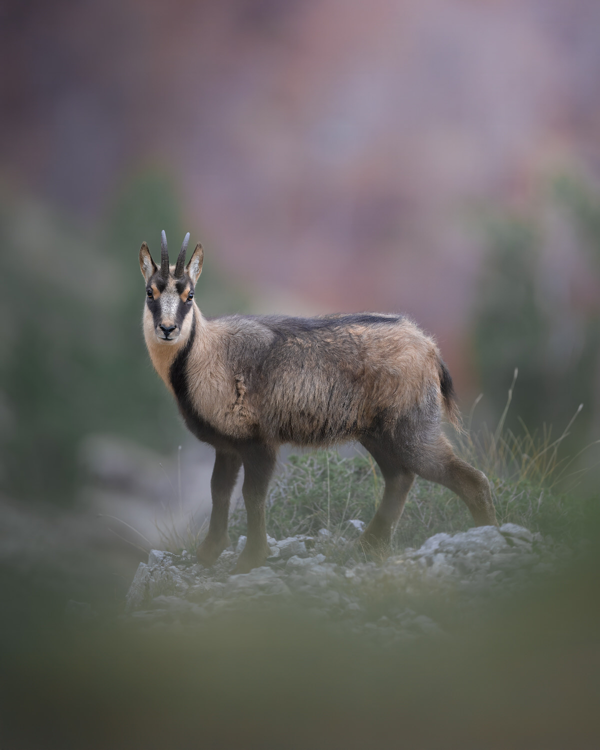 camoscio-appenninico-nel-Parco nazionale-dei-monti-sibillini