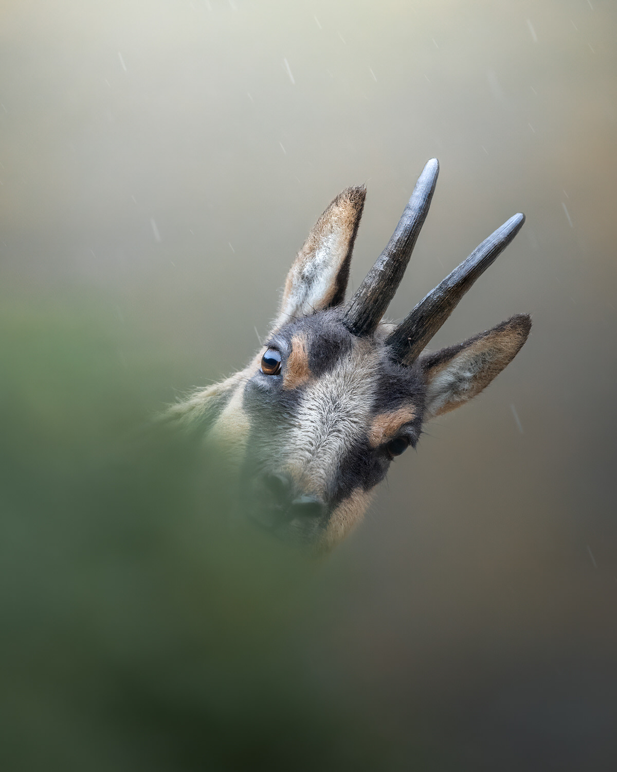 camoscio-appenninico-nel-Parco nazionale-dei-monti-sibillini