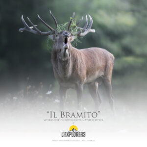 il-bramito-workshop-di-fotografia-naturalistica-parco-nazionale-abruzzo-lazio-molise