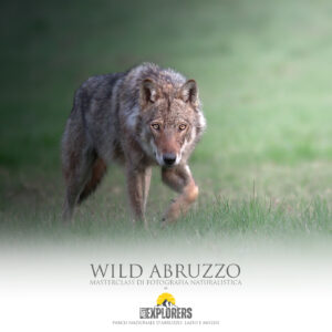 masterclass-fotografia-naturalistica-parco-nazionale-abruzzo-lazio-molise