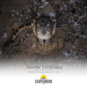 snow-leopard-expedition-spiti-valley