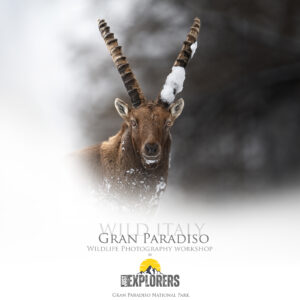 Gran-Paradiso-National-Park-Photography-workshop-wildlife-guides