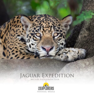 jaguar-expedition-pantanal-brasile-brazil