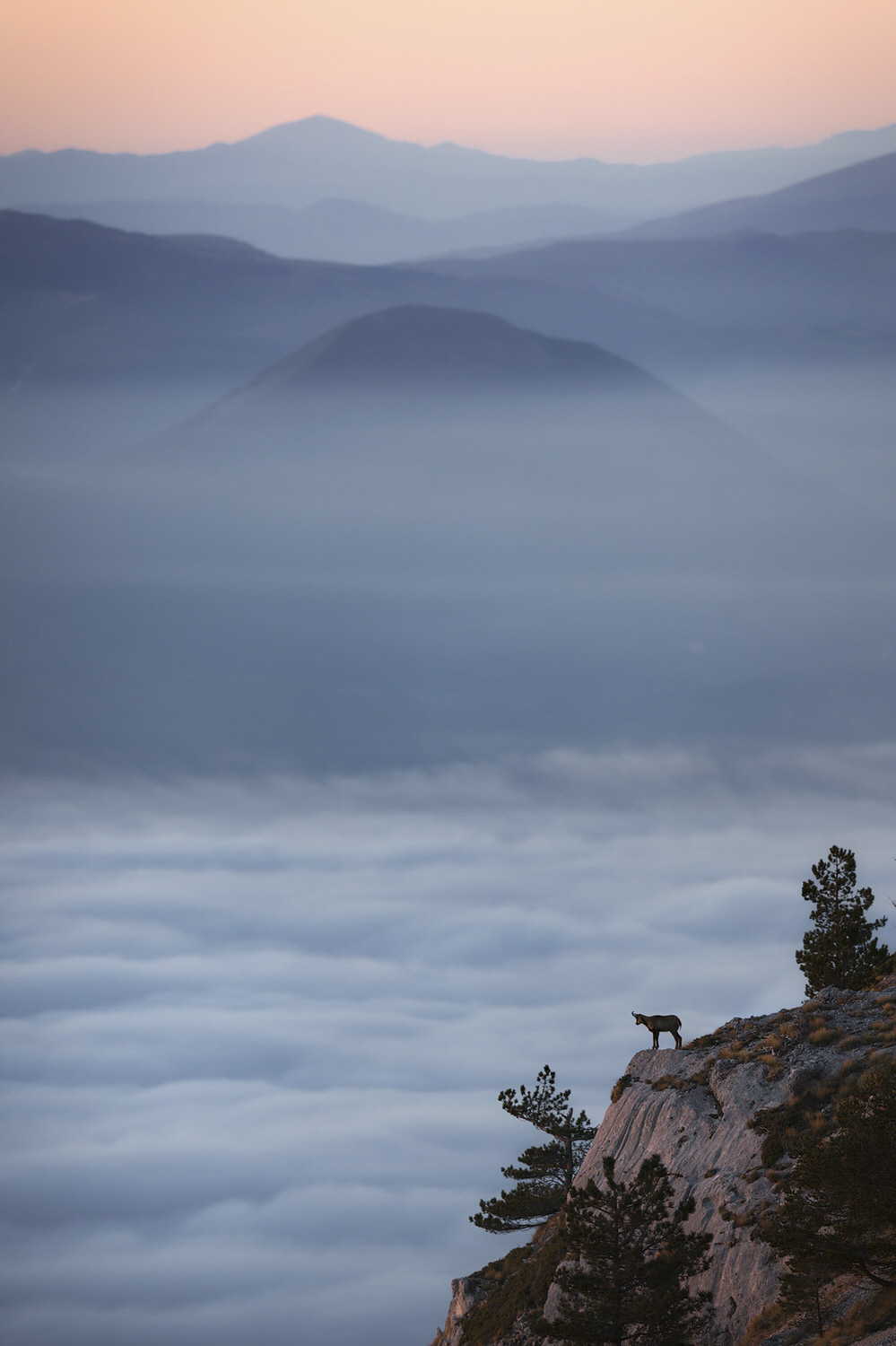 camoscio-appenninico-nel-Parco nazionale-dei-monti-sibillini