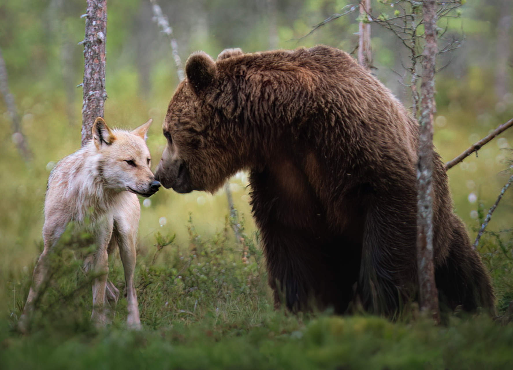 wild-finland-workshop-fotografia-naturalistica-wildlife-photography-workshop