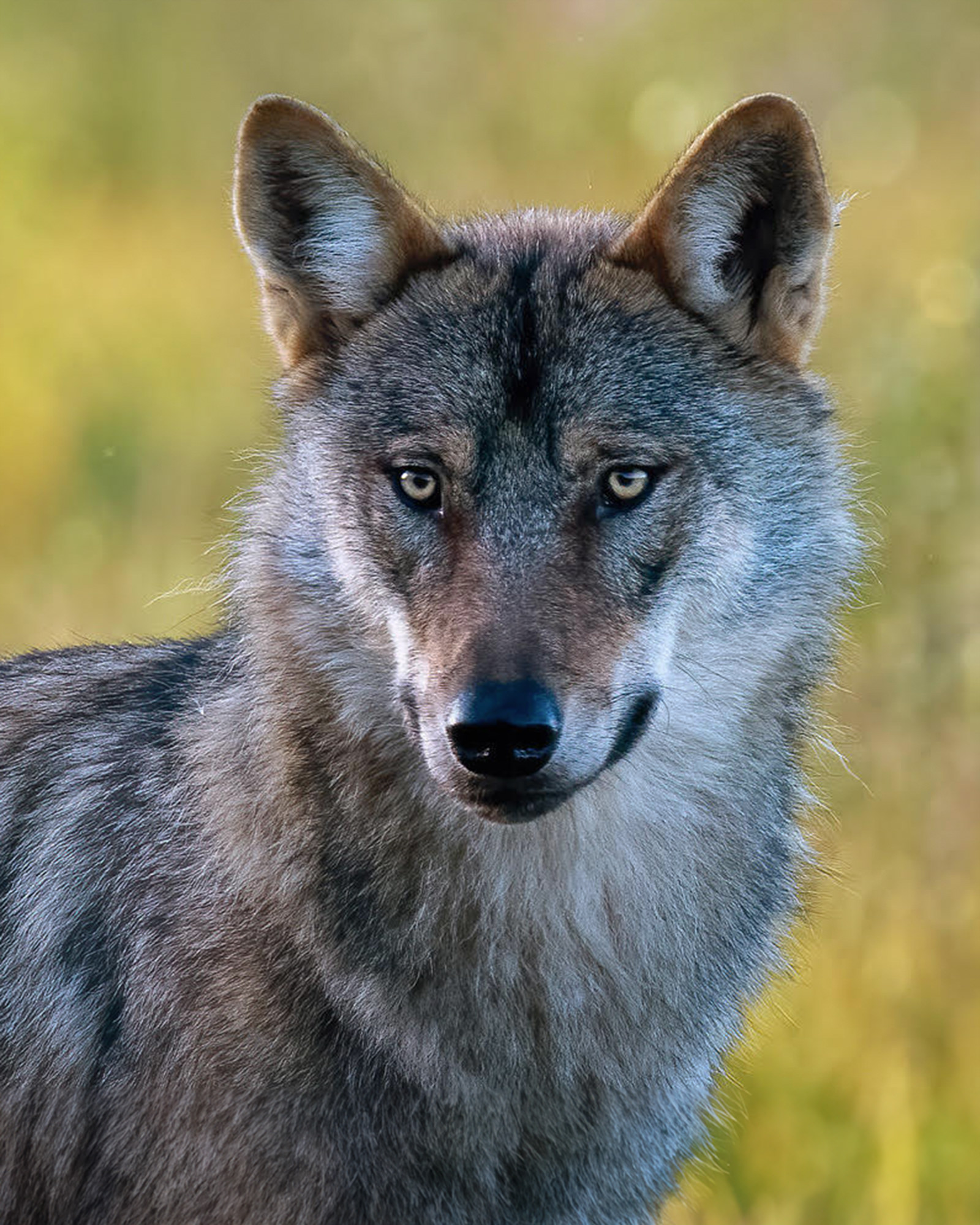 wild-finland-workshop-fotografia-naturalistica-wildlife-photography-workshop