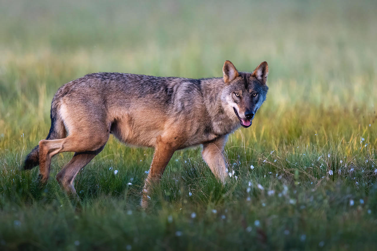 wild-finland-workshop-fotografia-naturalistica-wildlife-photography-workshop