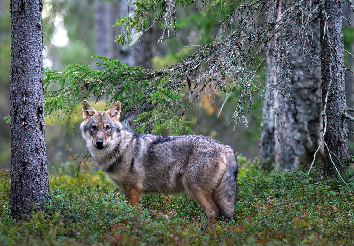 wild-finland-workshop-fotografia-naturalistica-wildlife-photography-workshop