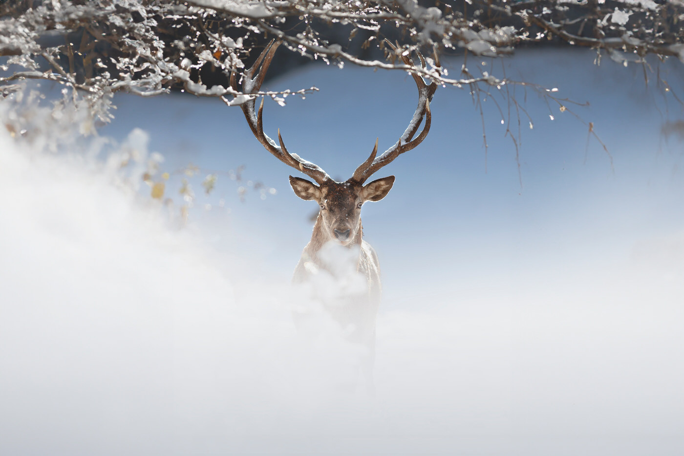 italian-national-parks-wildlife-photography-workshop-italy-abruzzo