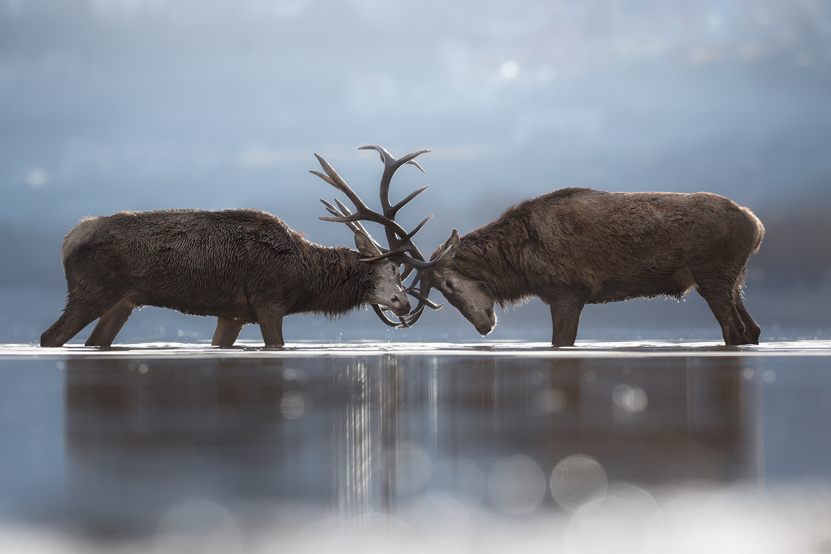italian-national-parks-wildlife-photography-workshop-italy-abruzzo