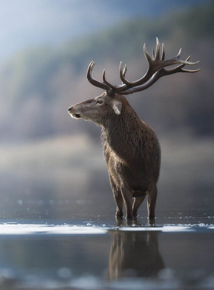 italian-national-parks-wildlife-photography-workshop-italy-abruzzo