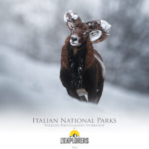 italian-national-parks-wildlife-photography-workshop-italy-abruzzo