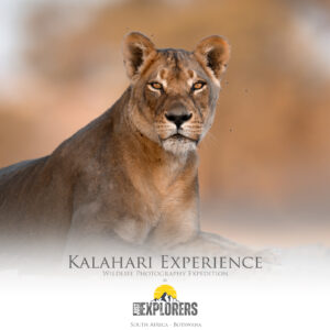 kgalagadi-transfrontier-park-south-africa-botsawa-safari-fotografico-