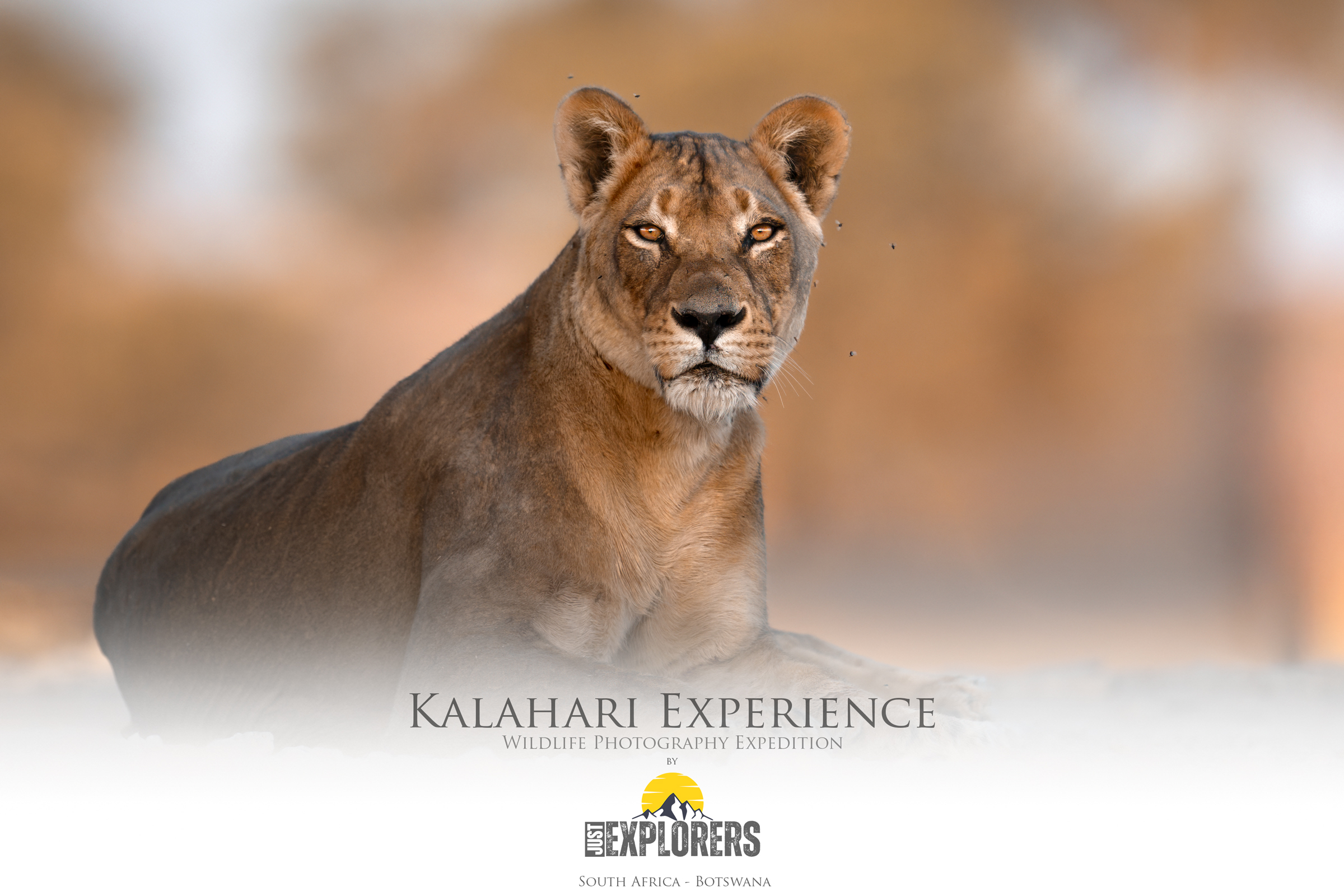 kgalagadi-transfrontier-park-south-africa-botsawa-safari-fotografico-