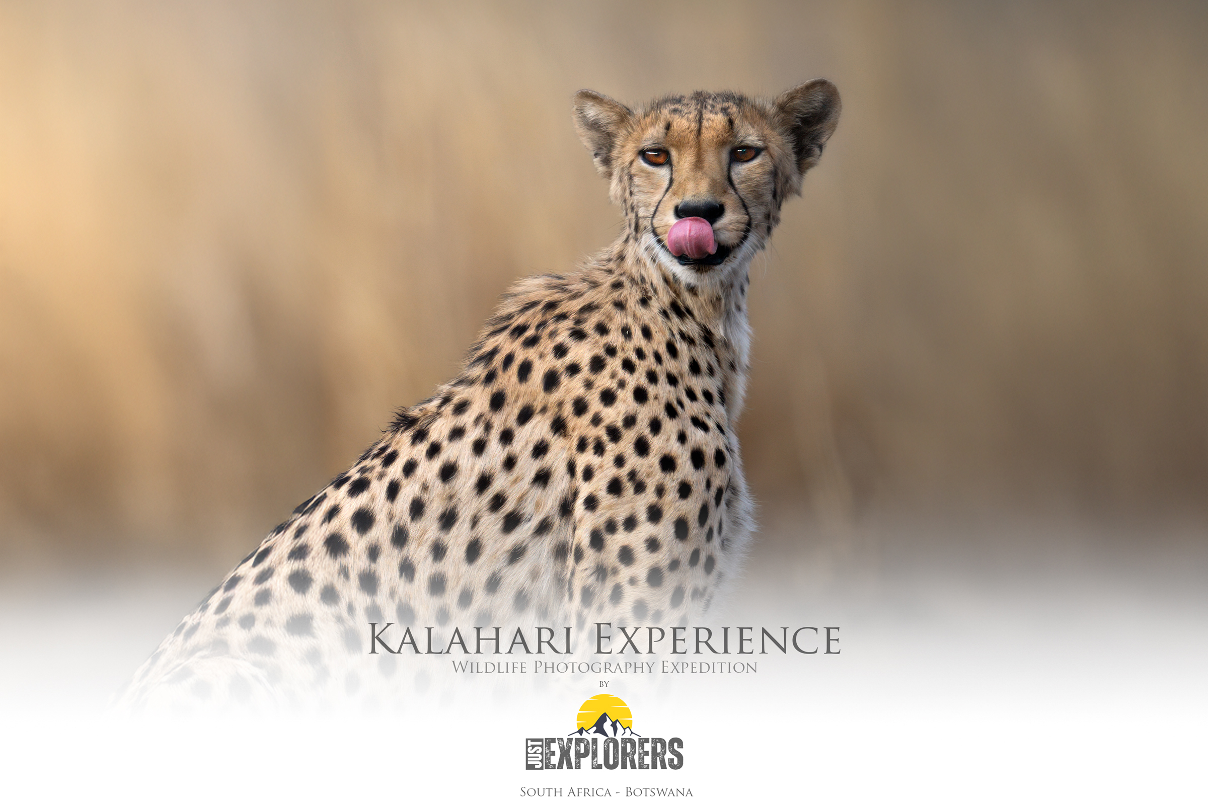 kgalagadi-transfrontier-park-south-africa-botsawa-safari-fotografico-