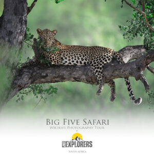 photographic-safari-south-africa-low-cost-manyeleti-greater-kruger-national-park