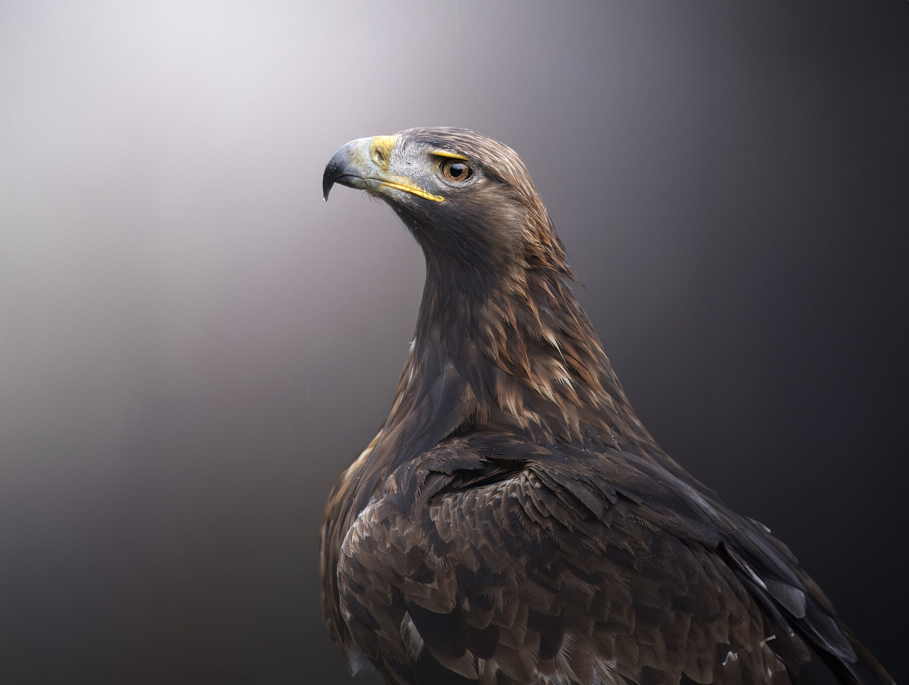 wildcat-birds-tour-photography-wildlife-spain-fotografia-naturalistica