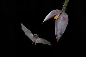 tropical-wildlife-photographic-tour-costa-rica-fotografia-naturalistica