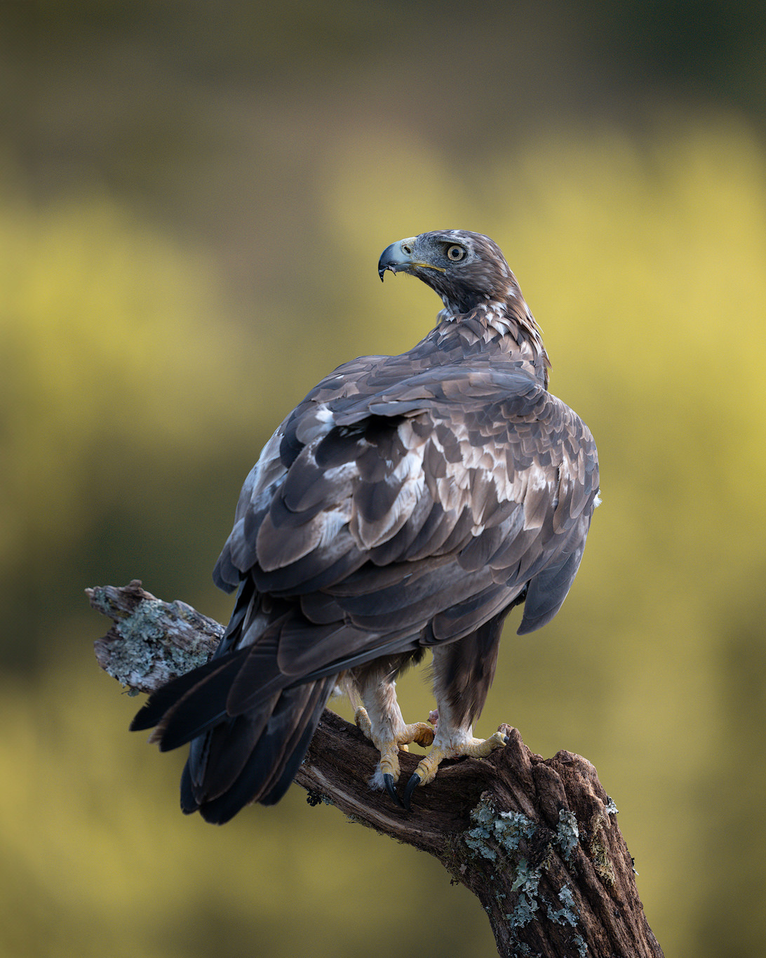 _DSC5312-sharpened