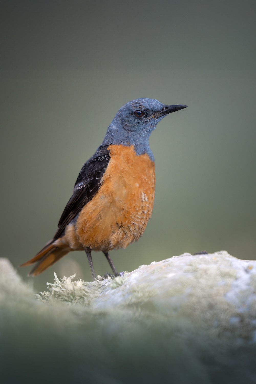 _DSC5751-sharpened