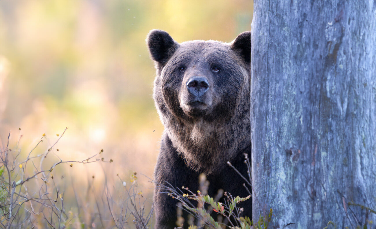 wild-finland-workshop-fotografia-naturalistica-wildlife-photography-workshop