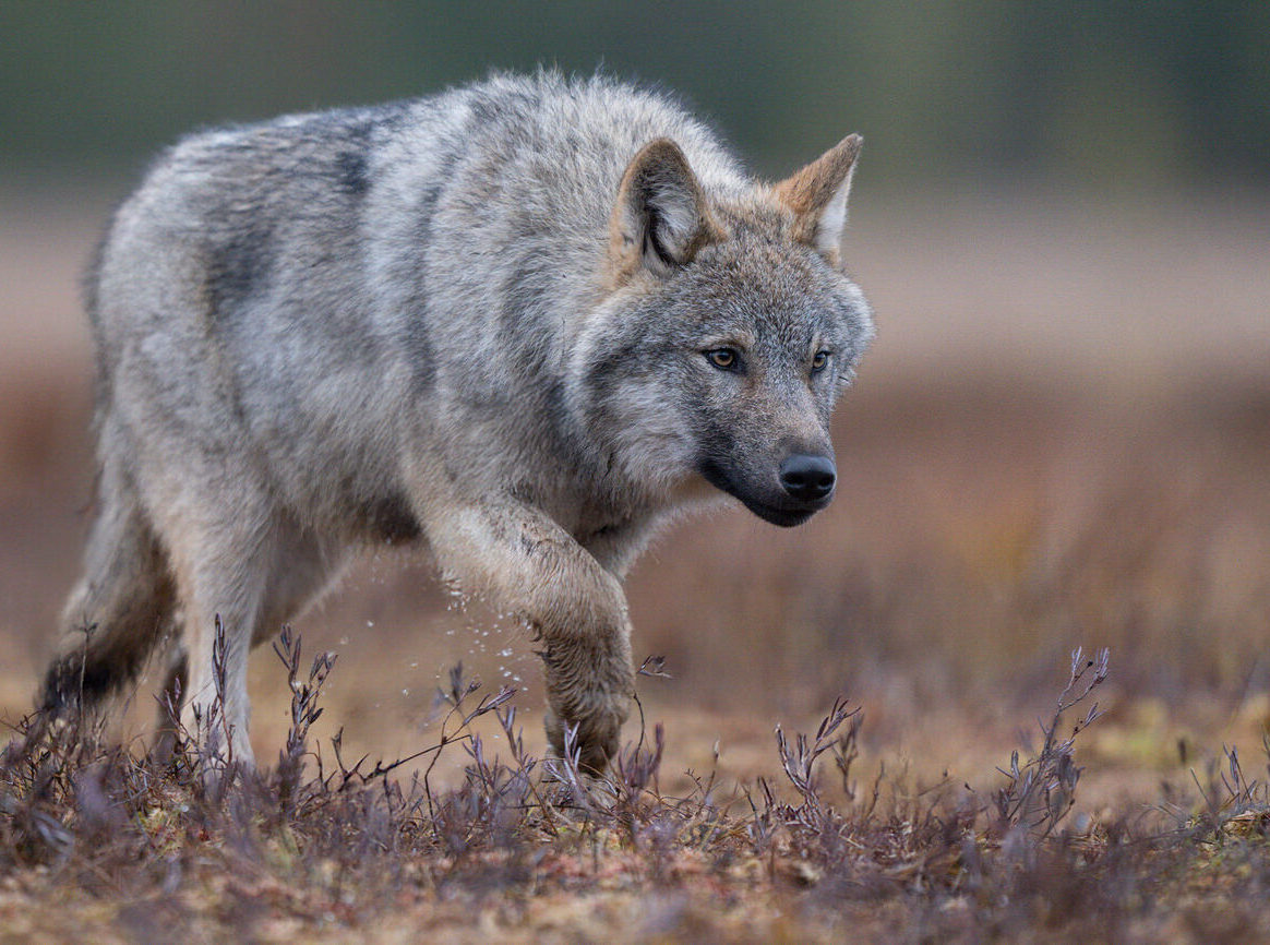 wild-finland-workshop-fotografia-naturalistica-wildlife-photography-workshop