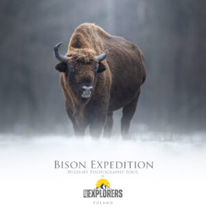 bison-Białowieża-photo-expedition-winter-fotograifa-naturalistica