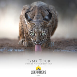 Lynx-tour-iberian-lynx-photography