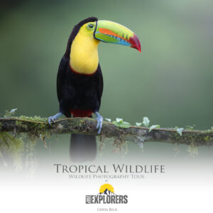 tropical-wildlife-photographic-tour-costa-rica-fotografia-naturalistica