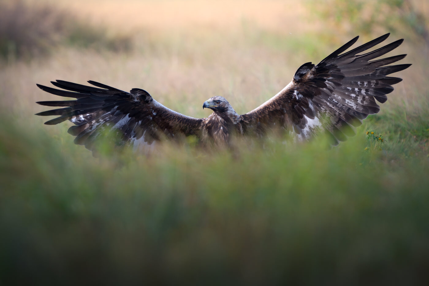 wild-finland-workshop-fotografia-naturalistica-wildlife-photography-workshop