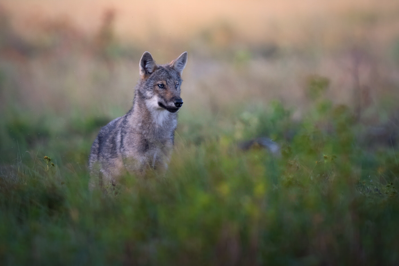wild-finland-workshop-fotografia-naturalistica-wildlife-photography-workshop