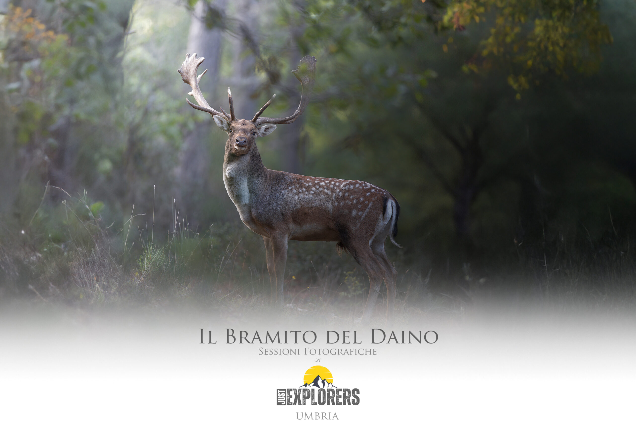 sessioni-fotografiche-daino-umbria