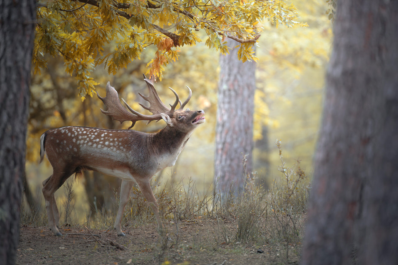 autumn-loves-workshop-di-fotografia-naturalistica-daino-italia-bramito