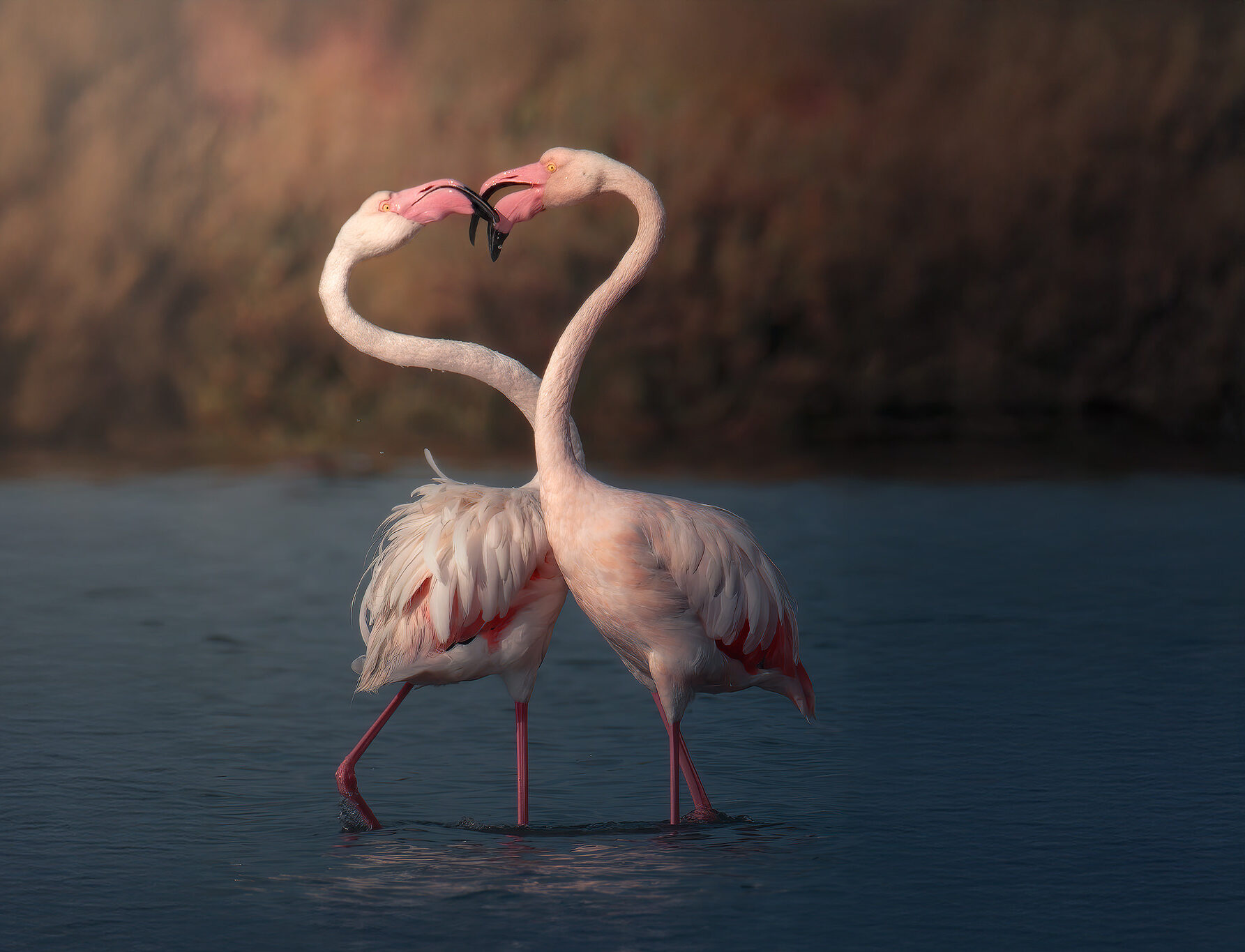 Wildlife photography workshop in Tuscany