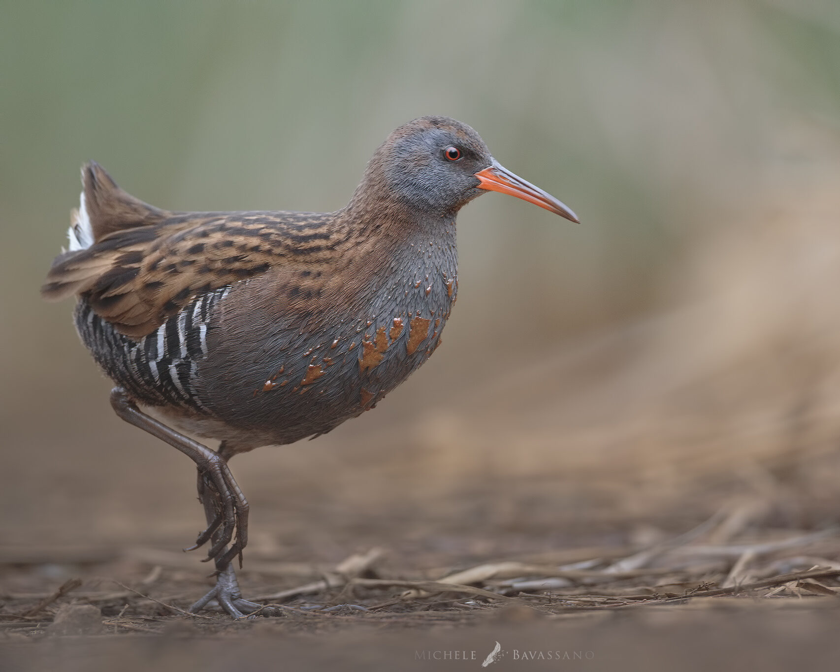 Wildlife photography workshop in Tuscany