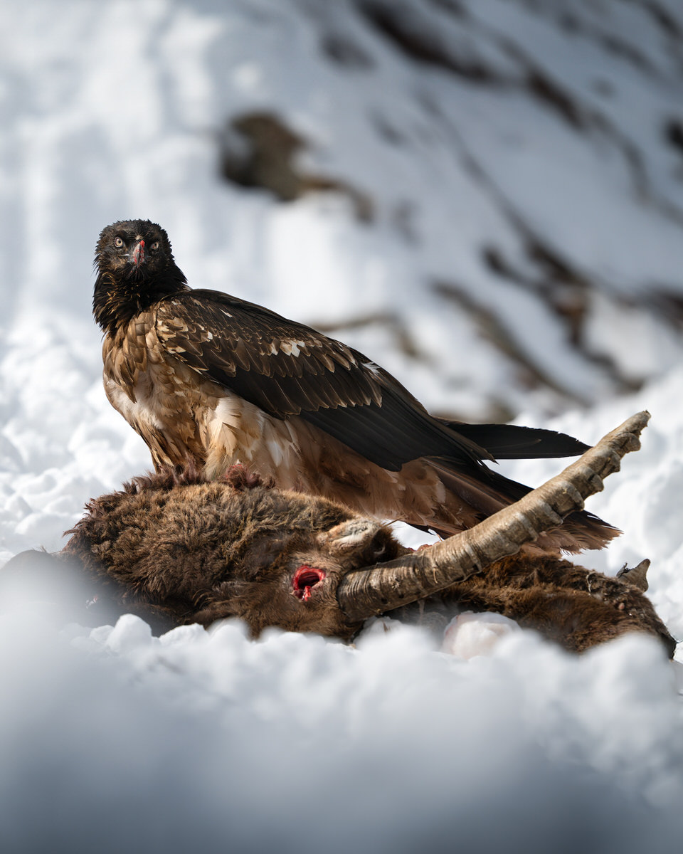 _DSC8684-sharpened-1