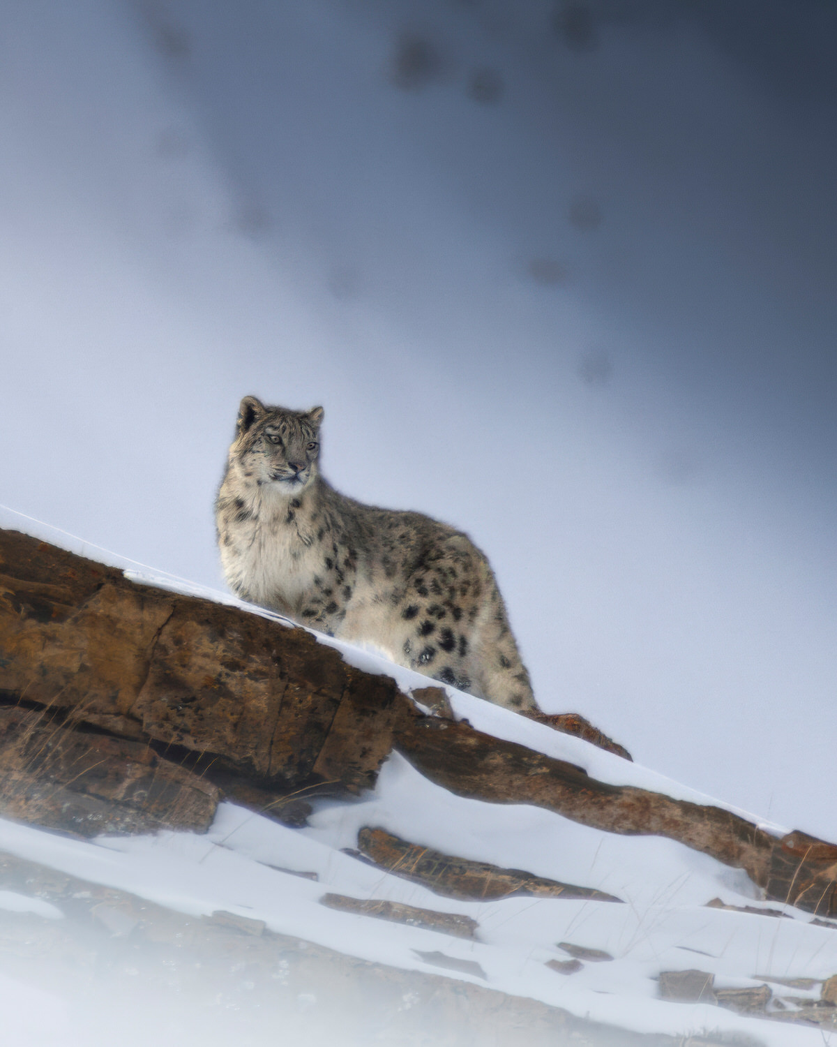 snow-leopard-expedition-spiti-valley