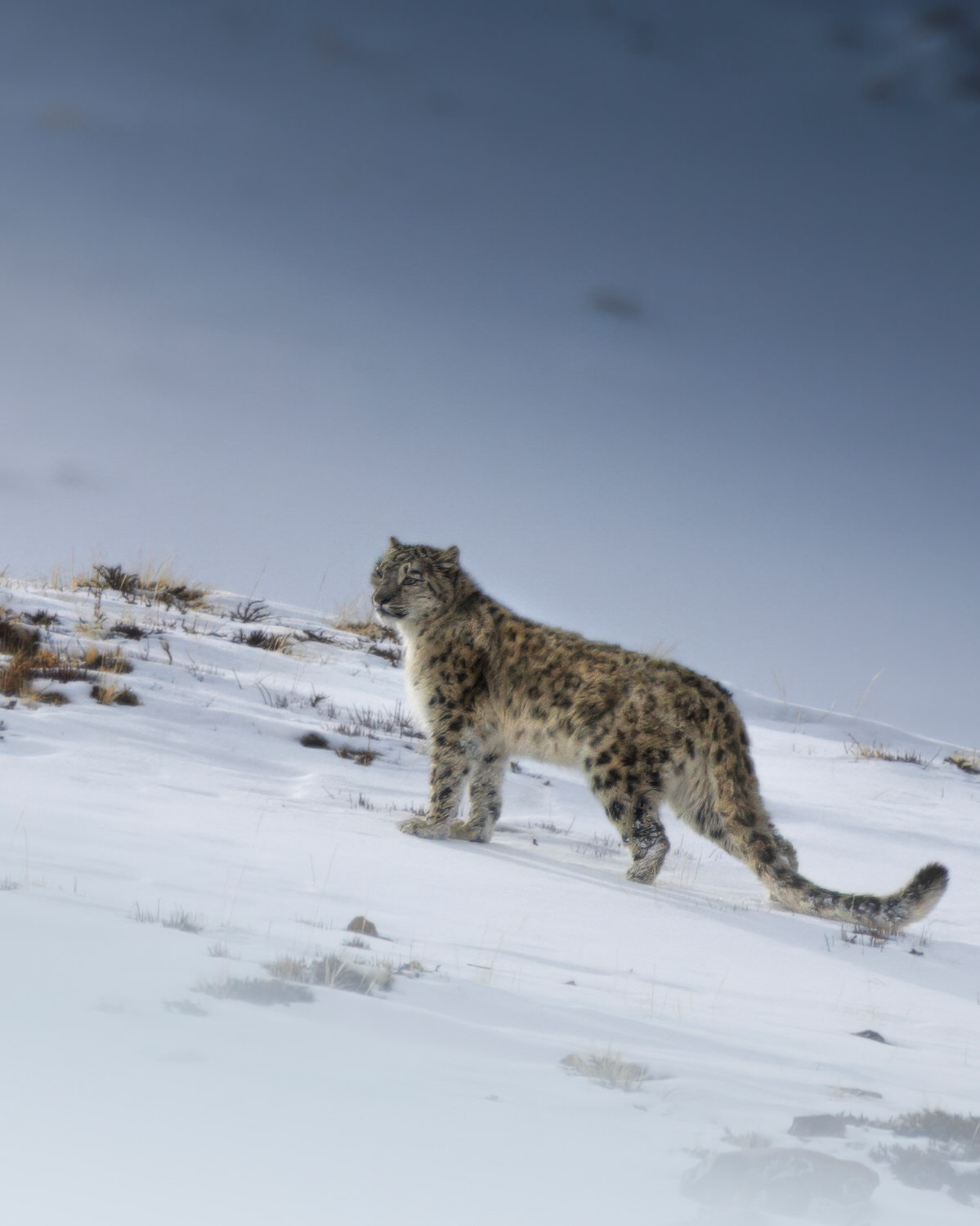 snow-leopard-expedition-spiti-valley