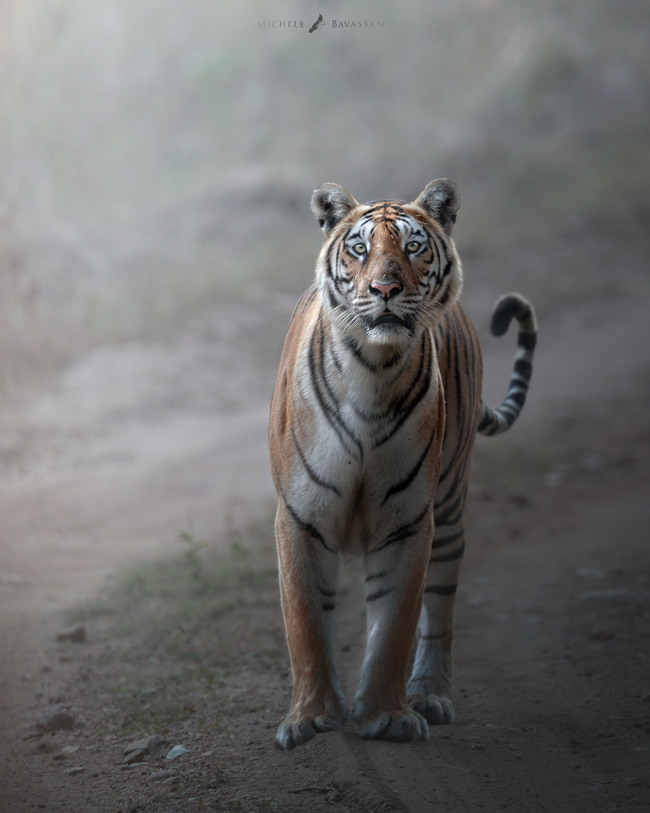 bengala-tiger-photographic-tour-tigre-del-bengala-india-tour-fotografico