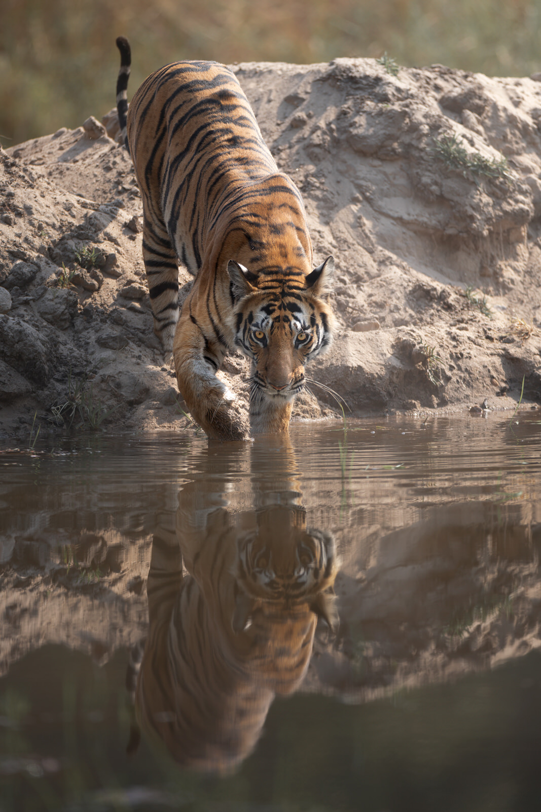 bengala-tiger-photographic-tour-tigre-del-bengala-india-tour-fotografico